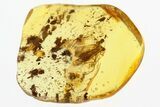 Detailed Fossil Caddisfly (Trichoptera) In Baltic Amber #300689-1